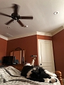 Dogs_Chillin_8-2019 (3)